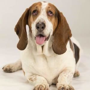 Meet your Posher, Dwight